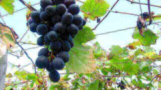 ぶどうの)(ブドウ・葡萄)季節は秋です。受験の問題