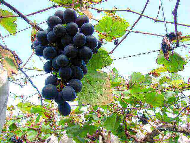 ぶどうの)(ブドウ・葡萄)季節は秋です。受験の問題