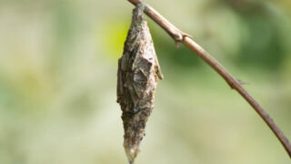 みのむし(ミノムシ・蓑虫)の季節は冬です。小学校受験の季節の問題