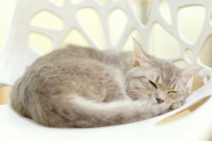 小学生睡眠時間